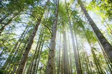 Fototapeta premium Wald