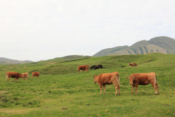 Fototapeta na wymiar 放牧の牛 