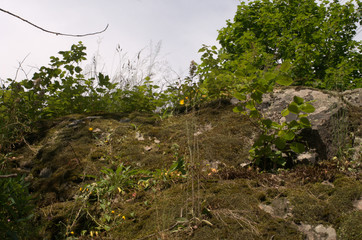 Fototapete bei efototapeten.de bestellen   