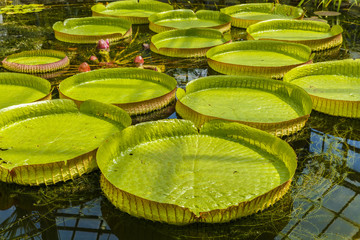 Giant leaves of Amazonian water lilies
