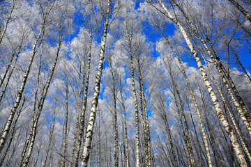 Birch trees in rime on a clear winter day