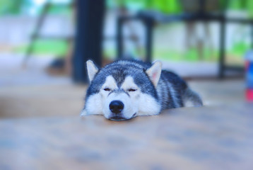 siberian husky dog smile © vipanee
