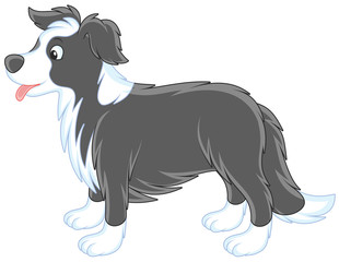 Border collie 