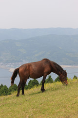 Fototapeta na wymiar 都井岬の馬