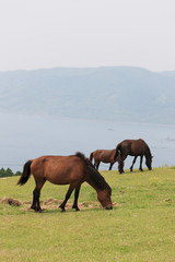 都井岬の馬