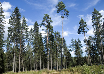 Хвойный лес на берегу Ладожского озера. Карелия. © irinachyda