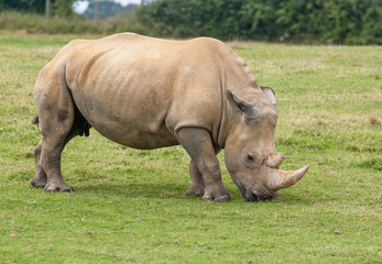 Obraz premium Rhinocéros dans la plaine 