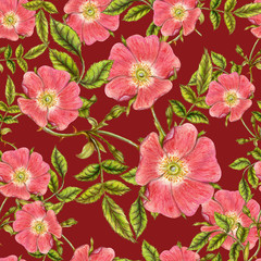 Seamless pattern of briar flowers