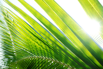 abstract pattern of coconut leaves