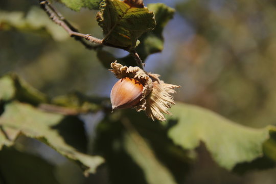 Avellanas ca&iacute;das en el campo