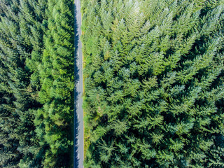 Road going through forest landscape, view from the above