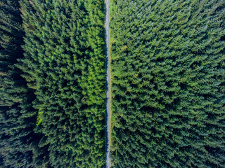 Road going through forest landscape, view from the above