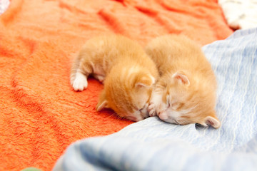 Fototapeta na wymiar tabby orange kitten sleeping