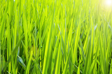 Fototapeta na wymiar Rice fields