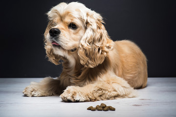Dog on a white wooden floor. American cocker spaniel lying and looking to side with interest. Young purebred Cocker Spaniel. Dark background. Dog food on the floor.
