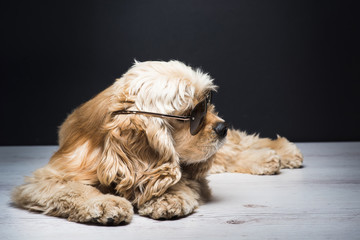 Dog With Sunglasses. American cocker spaniel lying on white wooden floor. Young purebred Cocker Spaniel. Dark background. - obrazy, fototapety, plakaty