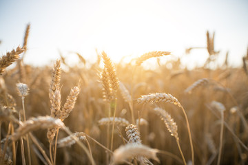 Kornfeld im Sommer