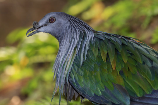 Nicobar Pigeon. Bird portrait. Exotic Asian bird