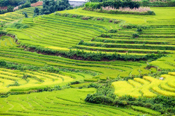 Fototapeta na wymiar Beautiful terraced rice fields in Vietnam