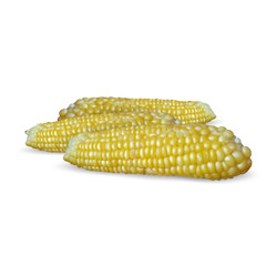 Yellow corn cob vector icon