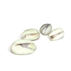 pistachio nut vector