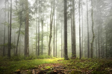 Wall murals Forest Beautiful foggy forest landscape with rainfall.