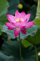 Lotus flowers