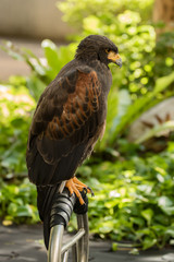 portrait of hawk in park