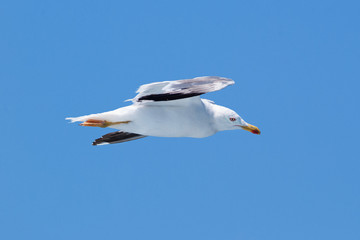 A yellow-legged gull flying view from the side