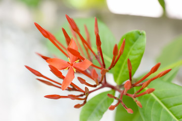 Ixora