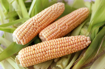 raw corn