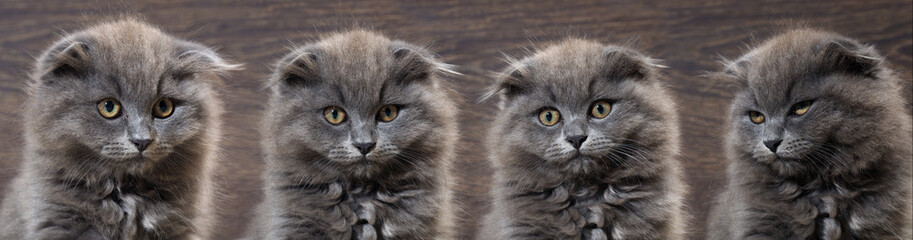 Naklejka na ściany i meble Portrait of cute gray kittens. The cats are gray, pedigreed, fluffy, fold. Background wooden board