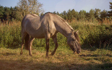 pferd