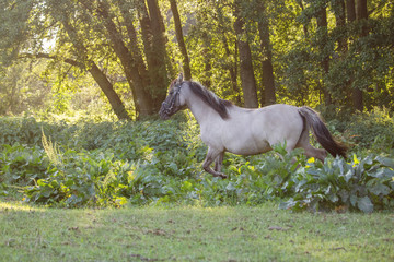 pferd
