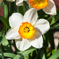 Obraz na płótnie Canvas Narcissus Tazetta cultivar flower close up