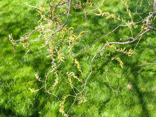 Naklejka premium salix tree twigs with flowering yellow catkins