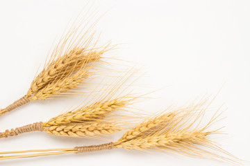 Three bunch  of wheat on a white background close up