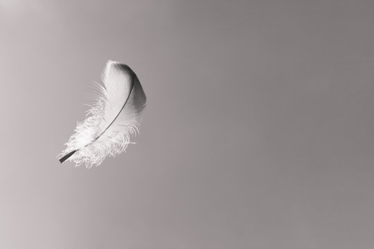 Feather floating in the sky. 