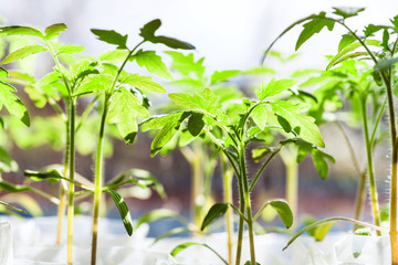 seedlings of tomato plant in glasshouse