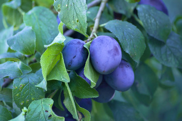plums on branch