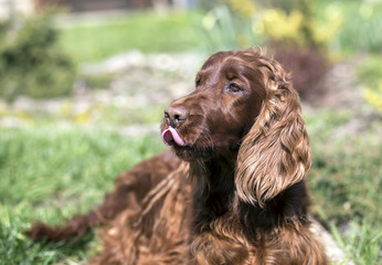 Funny Irish Setter dog licking his mouth