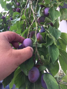 pflaumenbaum
