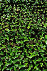 young plant backgound