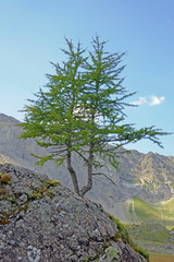 engstligenalp, adelboden, schweiz 