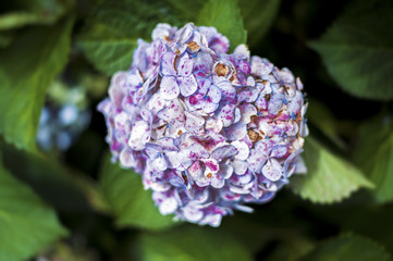 Hydrangea in natural forest.