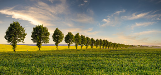 Wiosenne pole © Mike Mareen