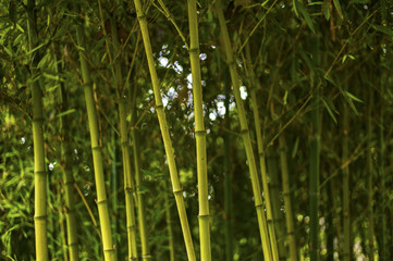 Fototapeta na wymiar Bamboo tree background.