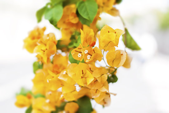 Bugenwilla floweron white background.