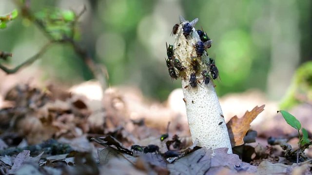 Common stinkhorn (  Phallus impudicus) covered with flies
