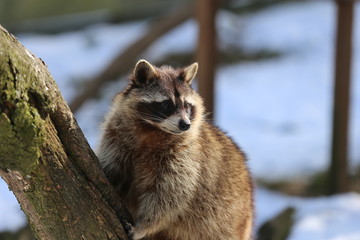 Waschbär im Baum